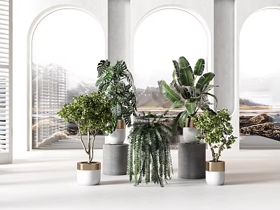 Indoor Potted Plants With Various Green Species In White And Gray Pots Near Arch Windows 3d model