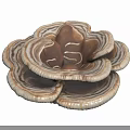 Ganoderma Plant With Overlapping Brown And White Textured Caps On Black Background