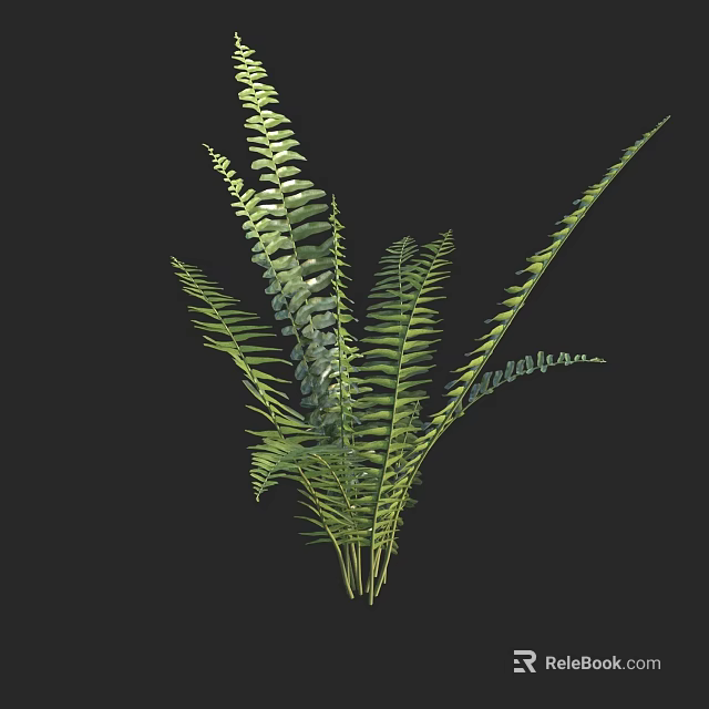 Lush Green Fern Plant With Fresh Fronds Growing In Natural Setting 3d model 