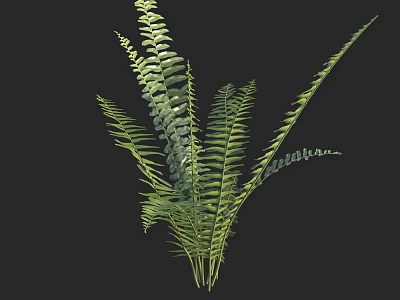 Lush Green Fern Plant With Fresh Fronds Growing In Natural Setting 3d model