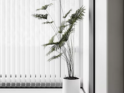 Indoor Potted Plant With Tall Leafy Stems In White Pot By Window Blinds 3d model