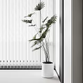Indoor Potted Plant With Tall Leafy Stems In White Pot By Window Blinds