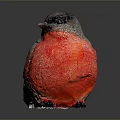 Red chested bird with gray back wings black head perched on smooth surface gray background 3d model