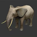Realistic Standing Elephant Model With Large Ears Long Tusks And Beige Texture On Dark Background