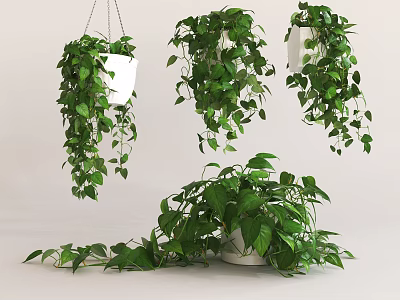 Lush Trailing Hanging Potted Plants In White Pots For Indoor Decor 3d model