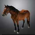 Brown Horse With Black Mane Wearing Bridle Standing Against Gray Background