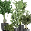 Bonsai and Potted Plants with Lush Green Foliage in Black Planters for Home Decor