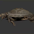 Detailed Brown Reptile Turtle With Patterned Shell And Open Mouth View 3d model