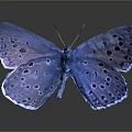 Vibrant Blue Iridescent Butterfly With Spotted Wings And Reflection On Shiny Surface