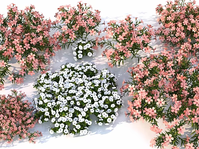 Beautiful Flower Bushes With Pink And White Blooms And Green Leaves 3d model