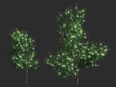 Two Arbor Trees With White Flowers And Lush Green Branches 3d model