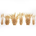 Ripe Golden Wheat Crop in Agricultural Field With Healthy Ears and Stalks
