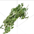 Lush Trailing Green Plants With White Edged Leaves And Natural Growth