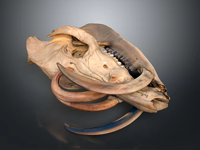 Detailed Animal Skull With Curved Tusks And Bone Structure On Dark Background 3d model