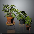 Houseplants With Variegated Leaves And Green Foliage In Terracotta Pots On Wooden And Metal Stands