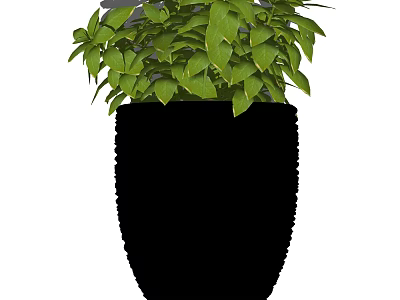 Lush Green Foliage Bonsai Potted Plant In Black Ceramic Pot 3d model