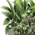 Lush Green Potted Plants Arrangement With Various Foliage Types In Modern Container