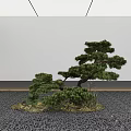 Elegant Pine Tree Bonsai Display With Small Stones Moss White Wall Gray Floor 3d model