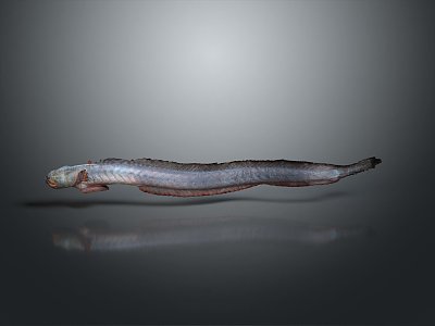 eel electric eel marine fish animal deep sea fish model