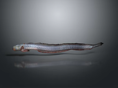 eel electric eel marine fish animal deep sea fish 3d model