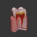 Human Tooth Cross Section Anatomy Showing Enamel Dentin Pulp And Gum