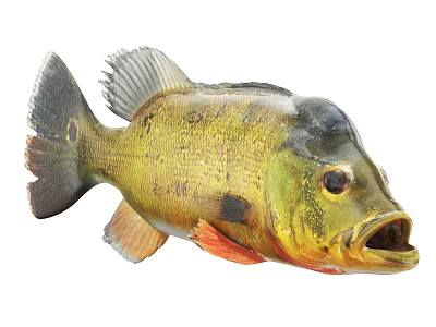 Freshwater Aquatic Fish With Yellow Green Body Black Spots Open Mouth And Orange Red Fins 3d model