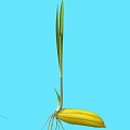Plant Growth Stages Showing Seed Germination Seedling With Green Leaves White Roots And Blue Background