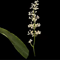 A plant with long green leaves and white spike flowers against black background