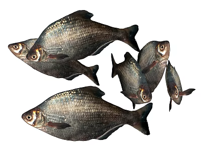 Several Freshwater Fish With Silver Scales and Black Tails on White Background 3d model