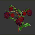 Fresh Ripe Berries With Green Leaves On Red Branch Against Gray Background