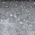 Lush Green Terrain Covered with Dense Grass and Fresh White Flowers