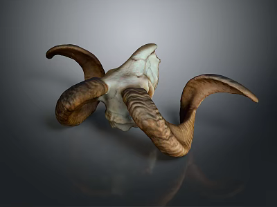 Highly Detailed Medical Skeleton Model With Curved Horns For Anatomical Education 3d model