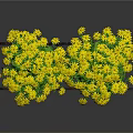 Yellow Flowering Plants in Red Pots on Black Wrought Iron Ornate Stand Against Dark Background
