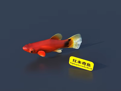 Aquatic Animal Red Mickey Fish Displaying Vibrant Red Body And Yellow Black Tail 3d model