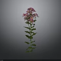 Pink Flowering Plant With Green Leaves Vibrant Petals And Gray Background