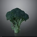 Fresh Green Broccoli Head as Healthy Nutritious Vegetable for Daily Meals