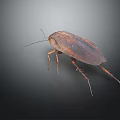 Close Up View Of Brown Cockroach With Long Antennae And Thin Legs On Dark Background
