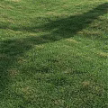 Lush Green Grass Field With Natural Tree Shadows In Sunlight
