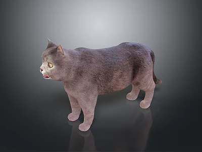 Gray Cat Standing on Smooth Reflective Dark Surface with Light Gradient 3d model