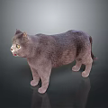 Gray Cat Standing on Smooth Reflective Dark Surface with Light Gradient