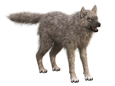 Wolf Wolf King Wild Wolf Coyote 3d model