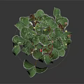 Fresh Strawberry Plant with Green Leaves White Flowers and Red Fruits