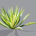 Green and White Striped Shrub with Radiant Variegated Leaves for Garden Decoration