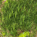 Lush Green Grass With Moss Covered Ground In Natural Garden Environment