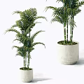 Potted Bonsai Plants With Slender Green Stems And Lush Leaves In White Pots