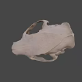 Detailed White Animal Skull With Prominent Beak And Anatomical Features