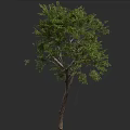 Lush Green Tree With Dense Foliage And Branchy Trunk On Dark Background