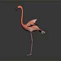 Graceful Red Flamingo Standing With Spread Wings Against Black Background