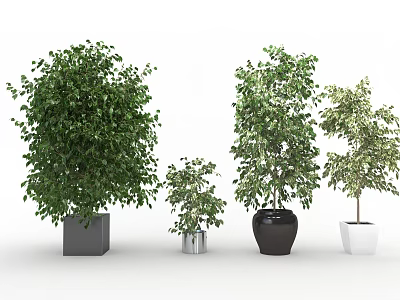 Various Sizes Green Leafy Potted Plants With Gray Silver Black And White Pots 3d model