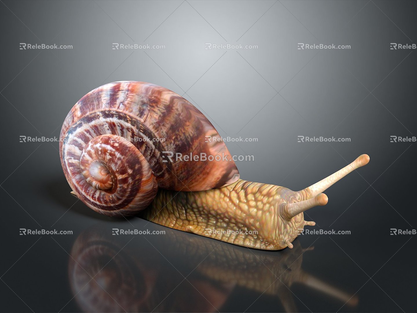 Snail Cartoon Snail Snail Small Snail Reptile Cold Blooded Animal Reptile 3d model